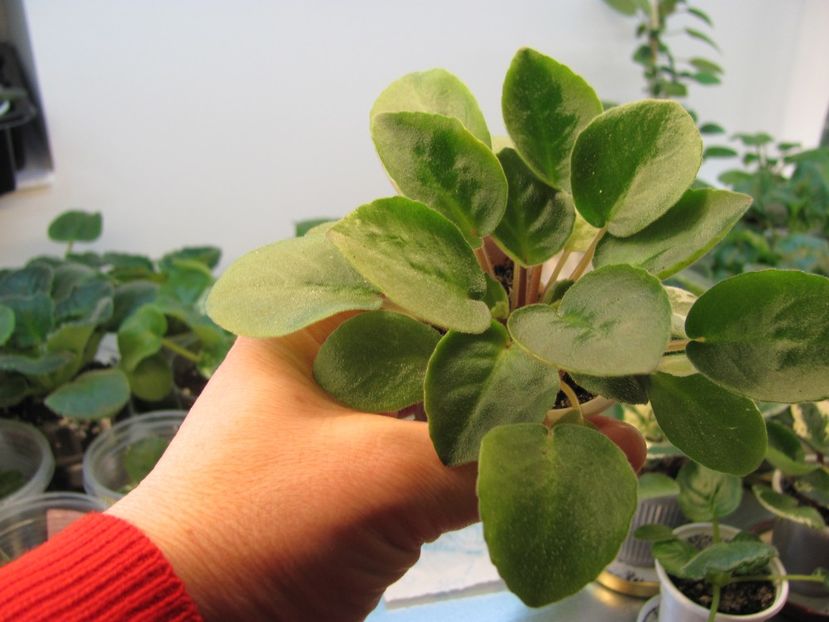  - ZZZRS-Barkhatnyi Nariad trailer