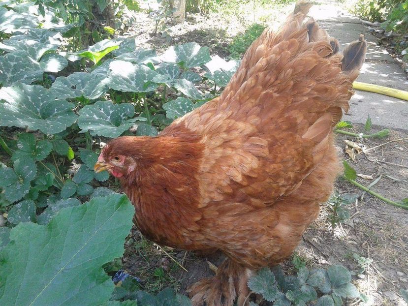 received_1944812515797427 - Columbia pe rosu