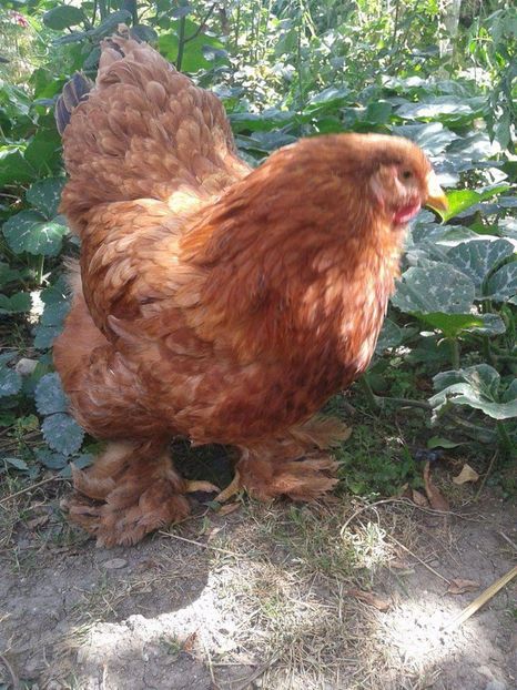 received_1944812479130764 - Columbia pe rosu