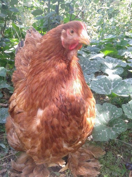 received_1944812449130767 - Columbia pe rosu