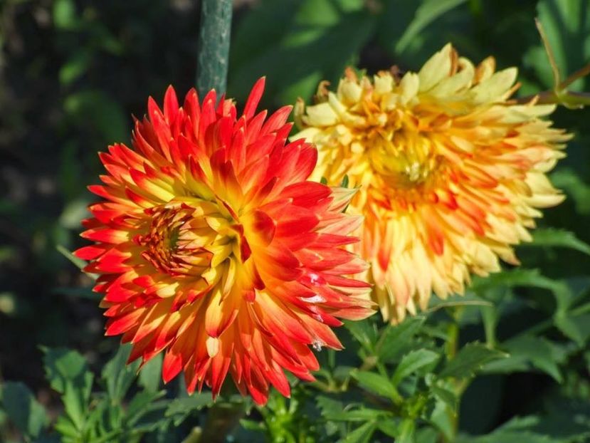 2014_dalii_8 - 2014_07_Dalii