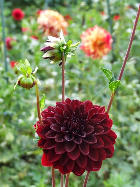 2014_dalii_16 - 2014_07_Dalii