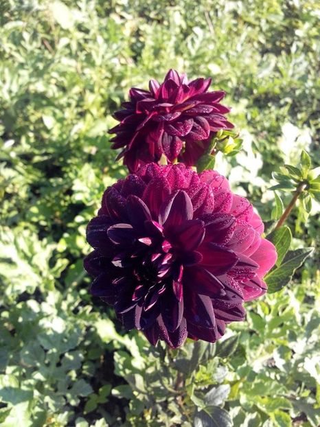 2014_dalii_20 - 2014_07_Dalii