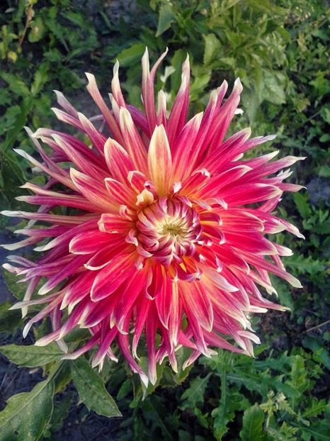 2014_dalii_21 - 2014_07_Dalii