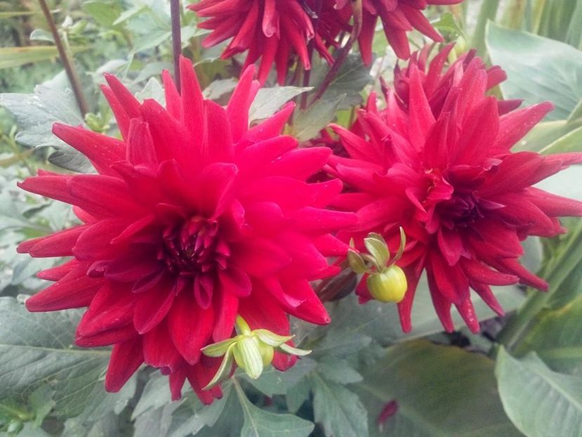 2014_dalii_22 - 2014_07_Dalii