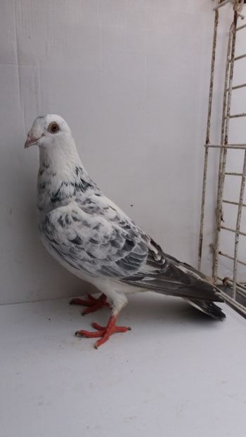 F 2017 vanduta - De vanzare voiajori pui 2017