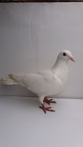 F 2016 Vinduta - De! voiajori vanduti