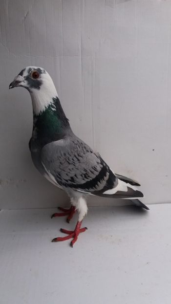 vanduta - De! voiajori vanduti