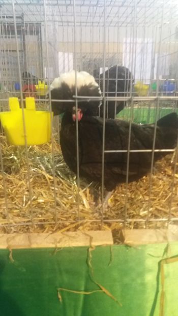  - EXPOZITIA JUDETEANA --EDITIA-III-2017