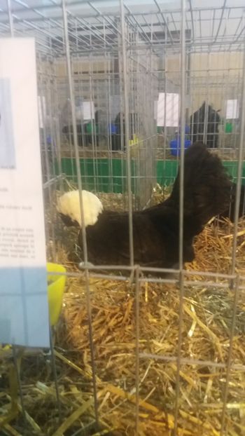  - EXPOZITIA JUDETEANA --EDITIA-III-2017