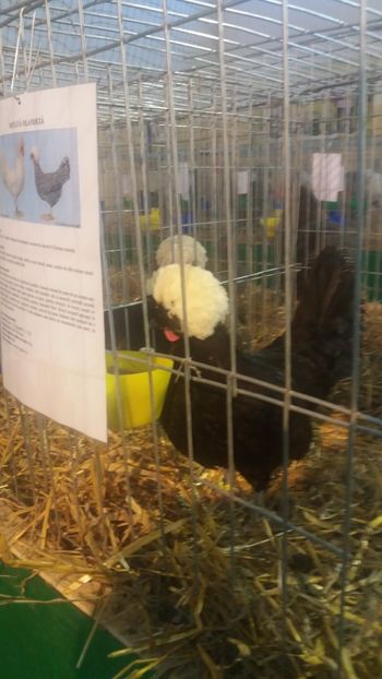  - EXPOZITIA JUDETEANA --EDITIA-III-2017