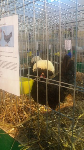  - EXPOZITIA JUDETEANA --EDITIA-III-2017