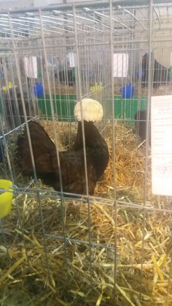  - EXPOZITIA JUDETEANA --EDITIA-III-2017