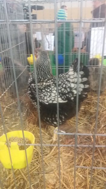  - EXPOZITIA JUDETEANA --EDITIA-III-2017