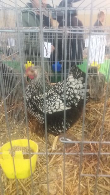  - EXPOZITIA JUDETEANA --EDITIA-III-2017