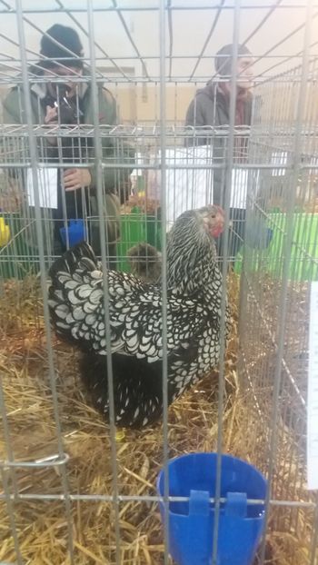  - EXPOZITIA JUDETEANA --EDITIA-III-2017