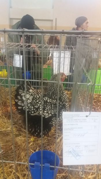  - EXPOZITIA JUDETEANA --EDITIA-III-2017