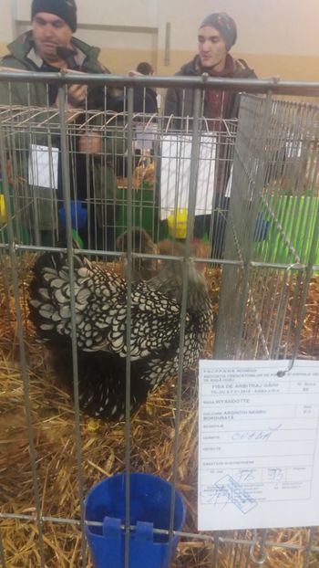  - EXPOZITIA JUDETEANA --EDITIA-III-2017