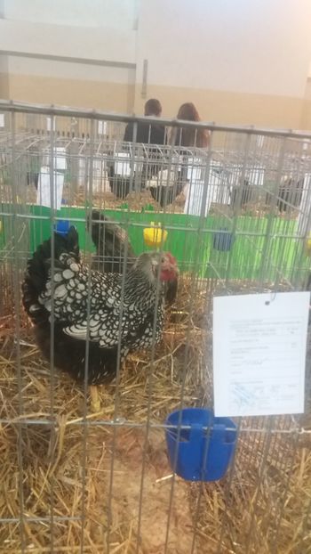  - EXPOZITIA JUDETEANA --EDITIA-III-2017