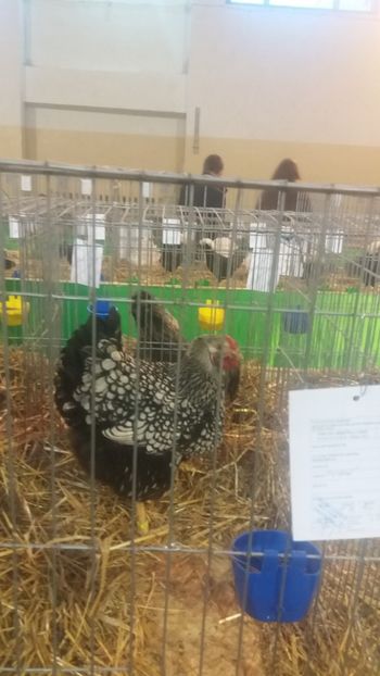  - EXPOZITIA JUDETEANA --EDITIA-III-2017