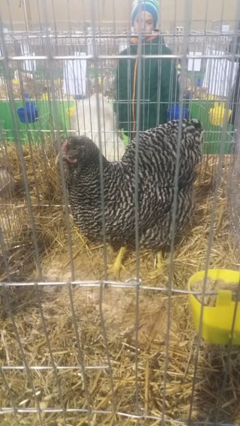  - EXPOZITIA JUDETEANA --EDITIA-III-2017