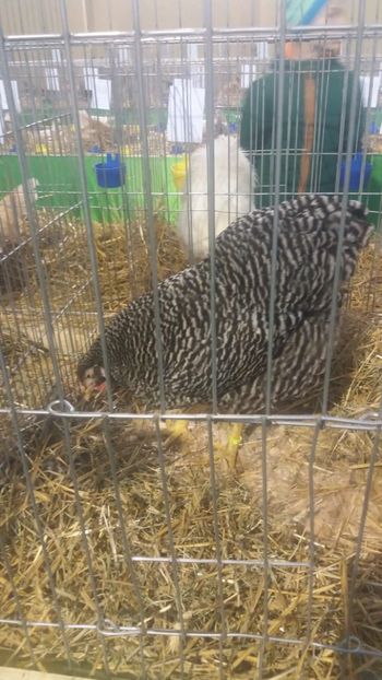  - EXPOZITIA JUDETEANA --EDITIA-III-2017