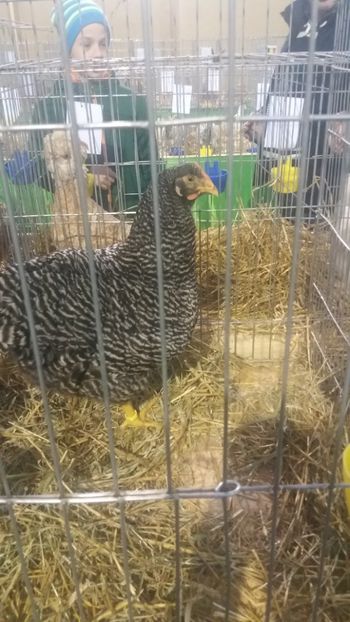  - EXPOZITIA JUDETEANA --EDITIA-III-2017