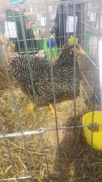  - EXPOZITIA JUDETEANA --EDITIA-III-2017