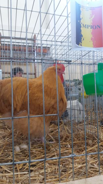  - EXPOZITIA JUDETEANA --EDITIA-III-2017