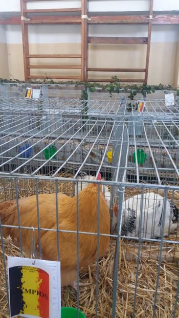  - EXPOZITIA JUDETEANA --EDITIA-III-2017