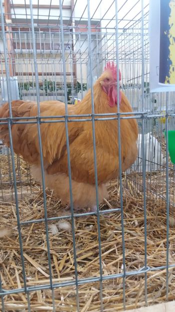  - EXPOZITIA JUDETEANA --EDITIA-III-2017