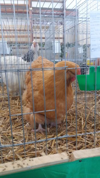  - EXPOZITIA JUDETEANA --EDITIA-III-2017