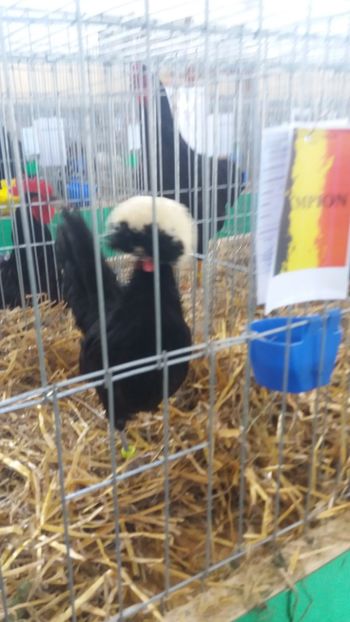  - EXPOZITIA JUDETEANA --EDITIA-III-2017