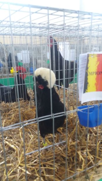  - EXPOZITIA JUDETEANA --EDITIA-III-2017