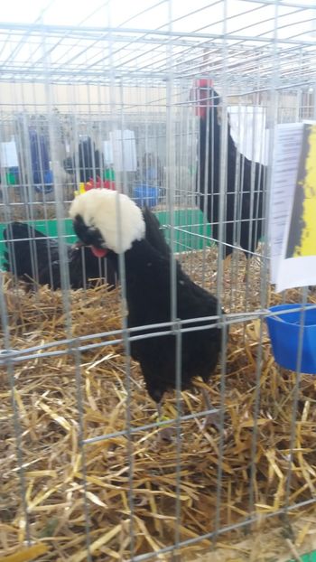  - EXPOZITIA JUDETEANA --EDITIA-III-2017