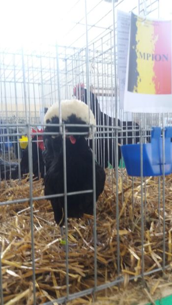  - EXPOZITIA JUDETEANA --EDITIA-III-2017