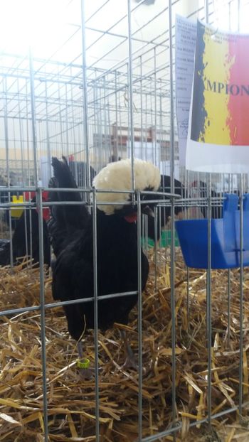  - EXPOZITIA JUDETEANA --EDITIA-III-2017