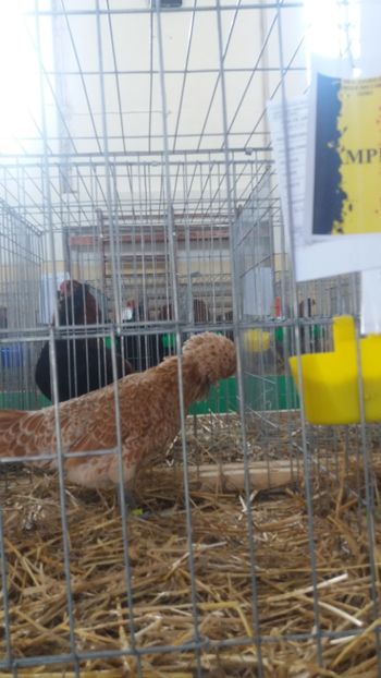  - EXPOZITIA JUDETEANA --EDITIA-III-2017