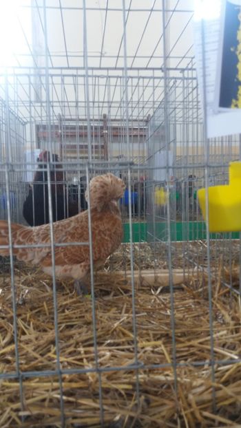  - EXPOZITIA JUDETEANA --EDITIA-III-2017