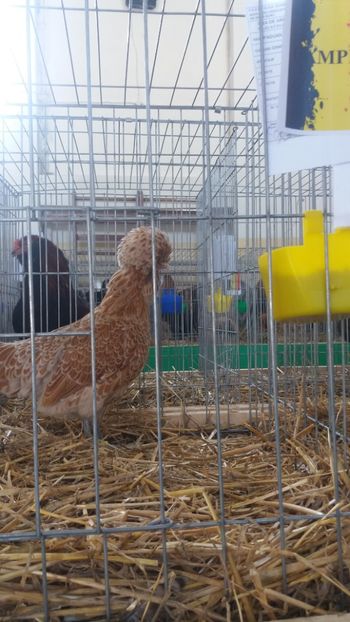  - EXPOZITIA JUDETEANA --EDITIA-III-2017