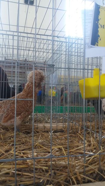  - EXPOZITIA JUDETEANA --EDITIA-III-2017