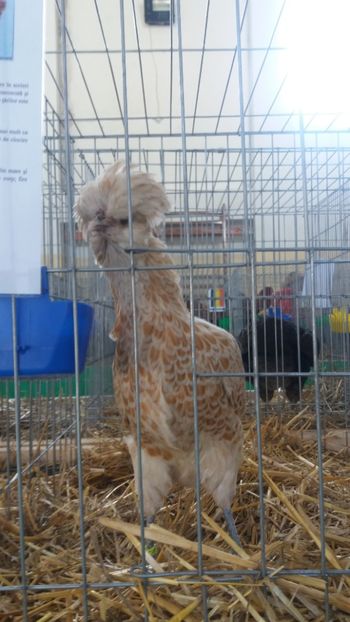  - EXPOZITIA JUDETEANA --EDITIA-III-2017