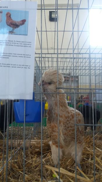  - EXPOZITIA JUDETEANA --EDITIA-III-2017