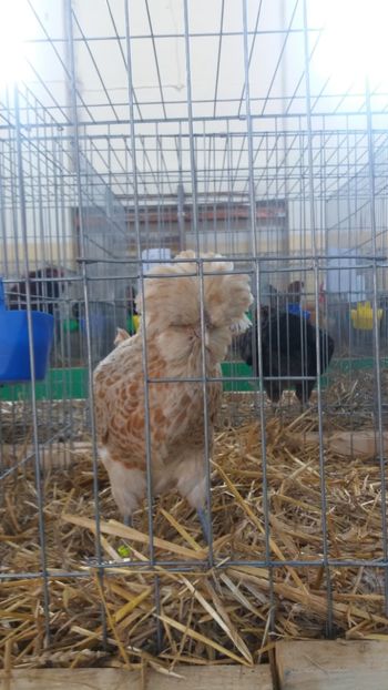  - EXPOZITIA JUDETEANA --EDITIA-III-2017