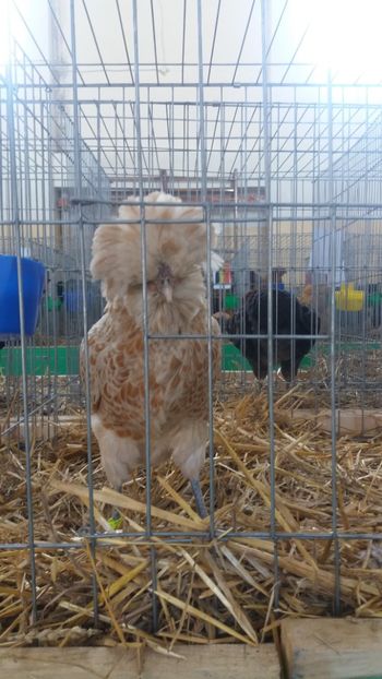  - EXPOZITIA JUDETEANA --EDITIA-III-2017