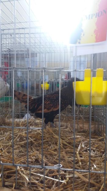  - EXPOZITIA JUDETEANA --EDITIA-III-2017