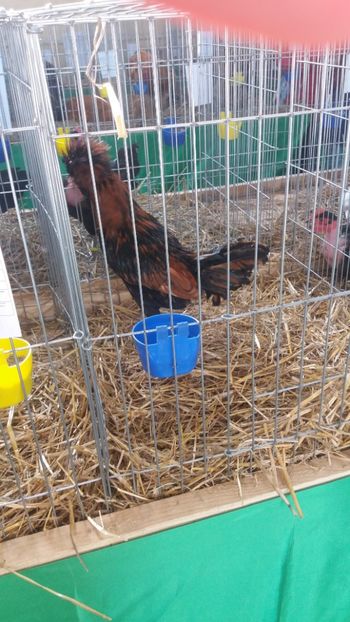  - EXPOZITIA JUDETEANA --EDITIA-III-2017