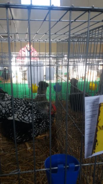  - EXPOZITIA JUDETEANA --EDITIA-III-2017