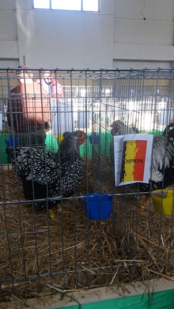  - EXPOZITIA JUDETEANA --EDITIA-III-2017