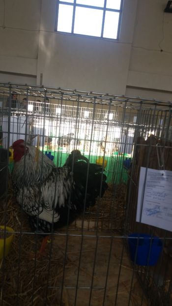  - EXPOZITIA JUDETEANA --EDITIA-III-2017